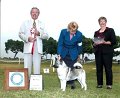 Libby and Choosey BOS Norwegian Elkhound Association of Southern California, 11-2-2007 Judge Mr. Lou Guerrero